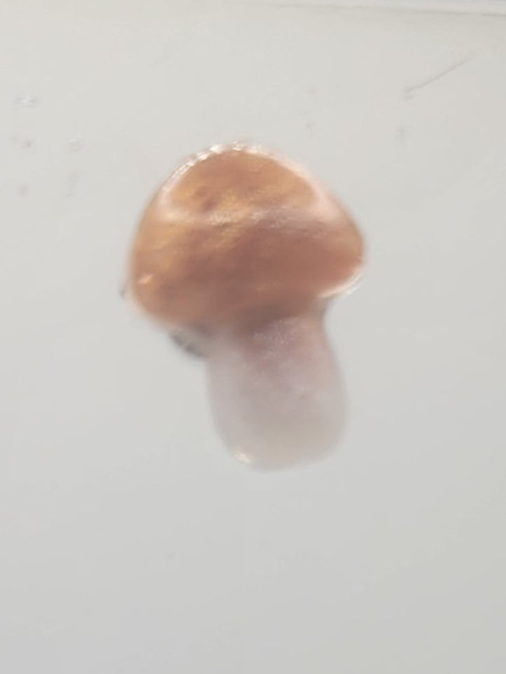 Handcrafted Stud Earrings Copper Blush Color Mushrooms