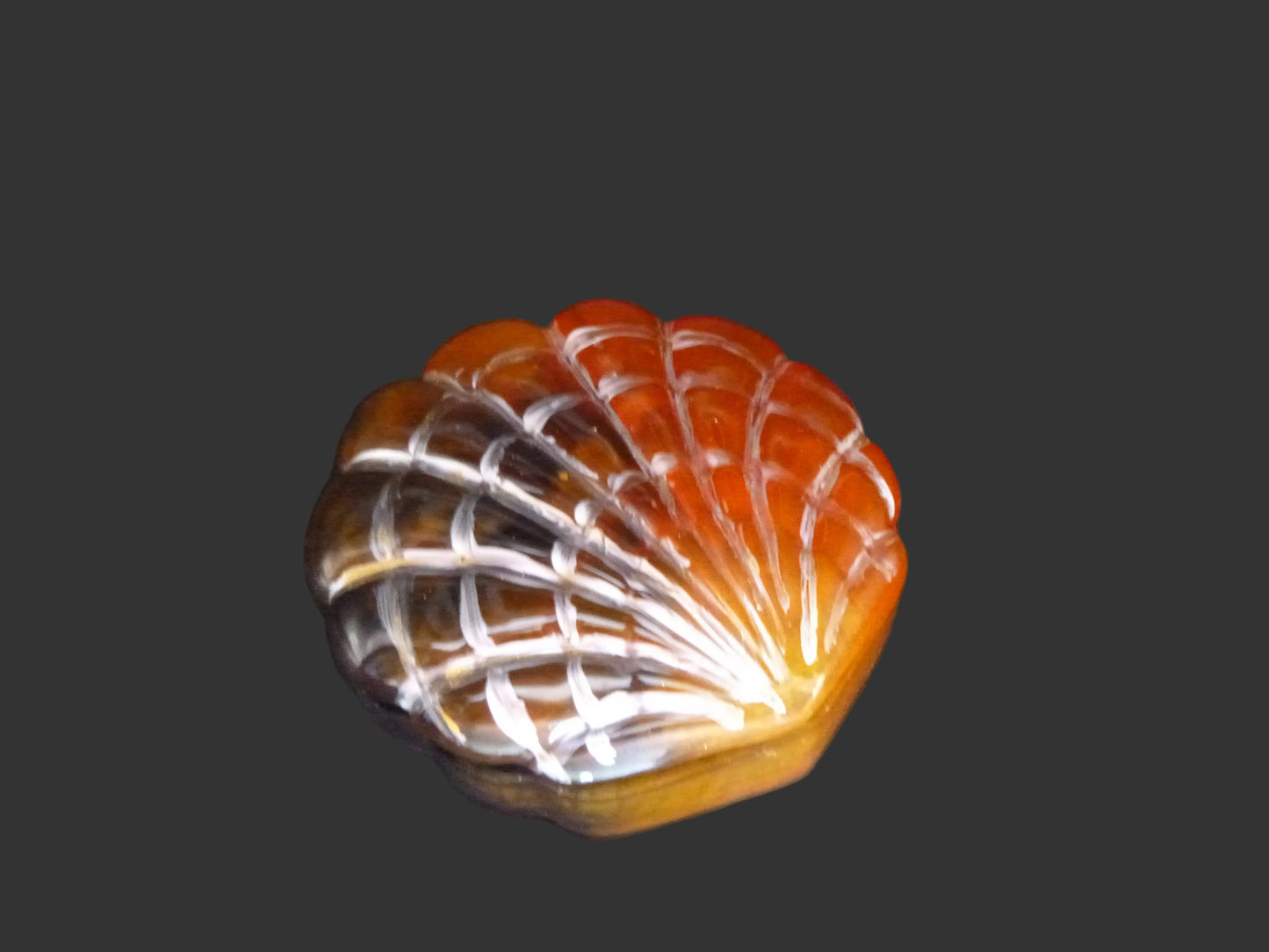 Seashell Jewelry Holder